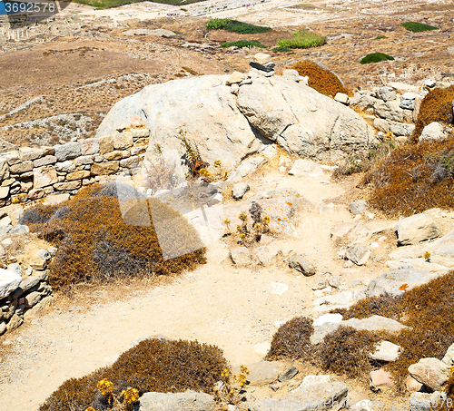 Image of bush   in delos greece the historycal acropolis and old ruin sit