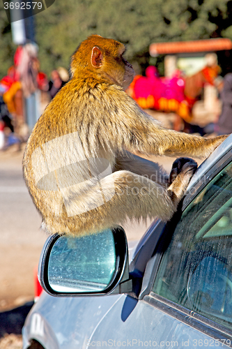 Image of bush monkey in africa morocco and car