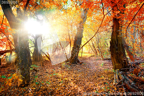 Image of Colorful autumn forest