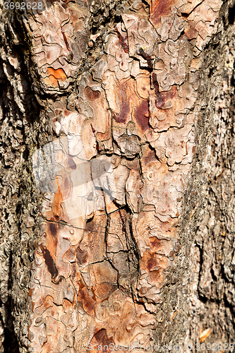 Image of barck in the abstract close up  