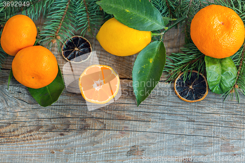 Image of Tangerines, lemons and spruce branches.
