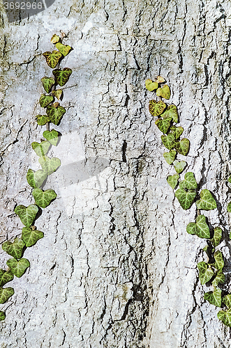 Image of English Ivy