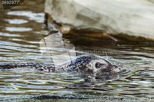 Image of Seal in the Water