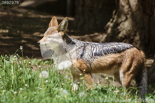Image of Black-backed Jackal 