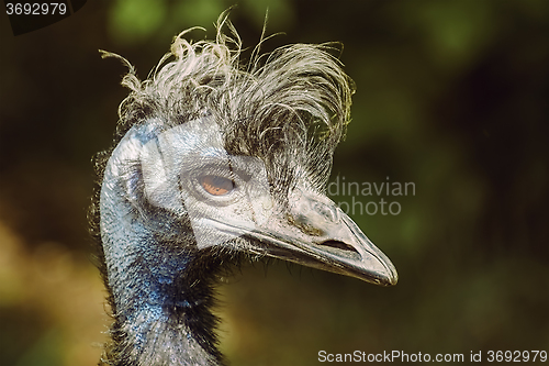 Image of Portrait of Emu 