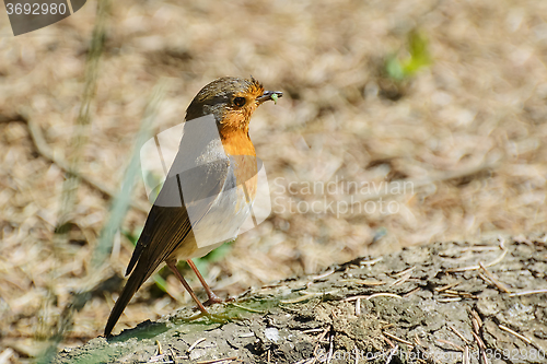 Image of An European Robin