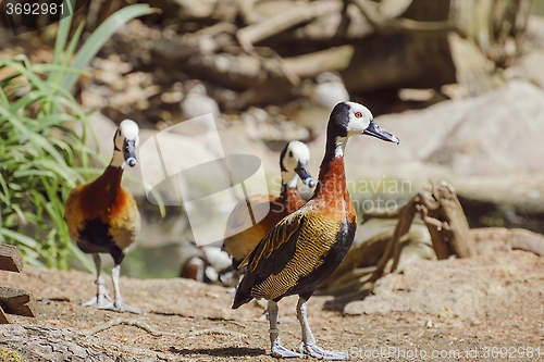 Image of White-faced Whistling Duck