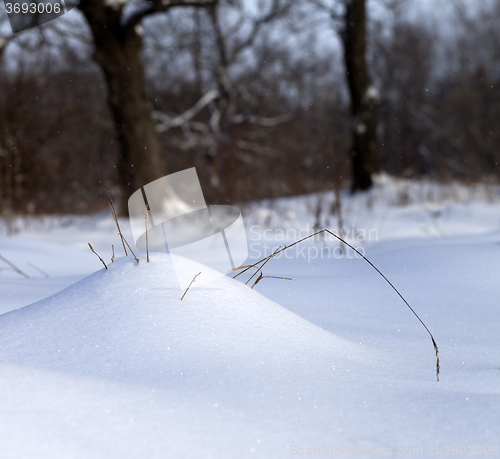 Image of Sunlight snow drift and dry grass in winter forest