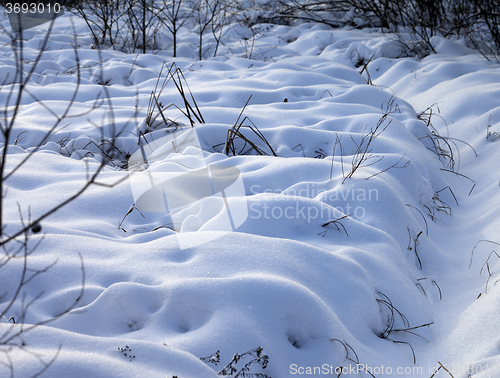 Image of Snowbound winter meadow