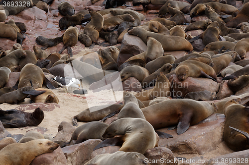 Image of sea lions in Cape Cross, Namibia, wildlife