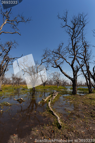 Image of Moremi game reserve landscape