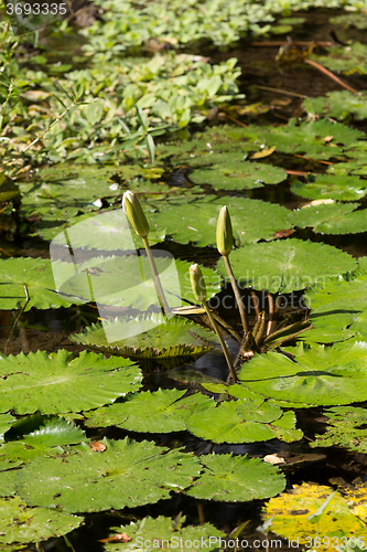 Image of water lily in small pond