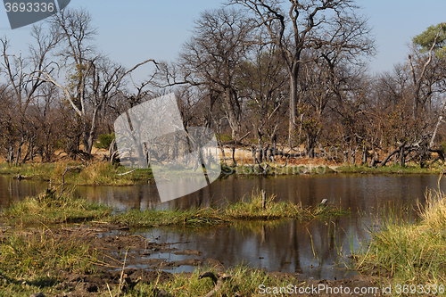 Image of Moremi game reserve landscape