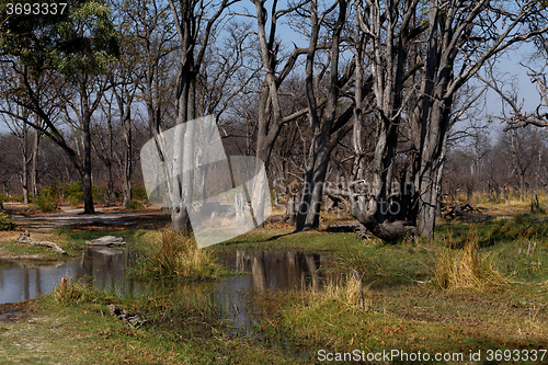 Image of Moremi game reserve landscape