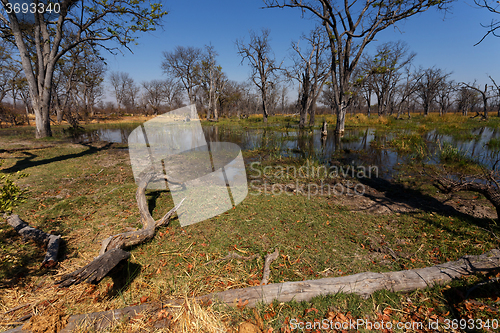 Image of Moremi game reserve landscape