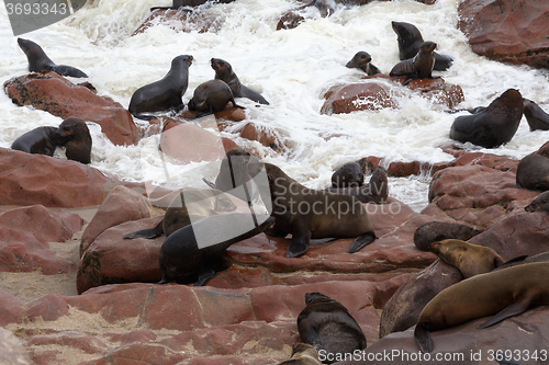 Image of sea lions in Cape Cross, Namibia, wildlife