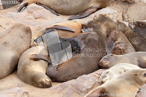 Image of Small sea lion baby in Cape Cross