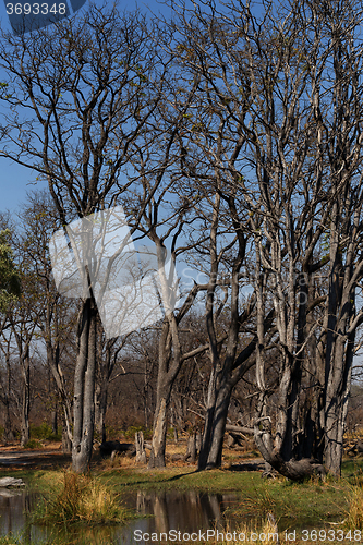 Image of Moremi game reserve landscape