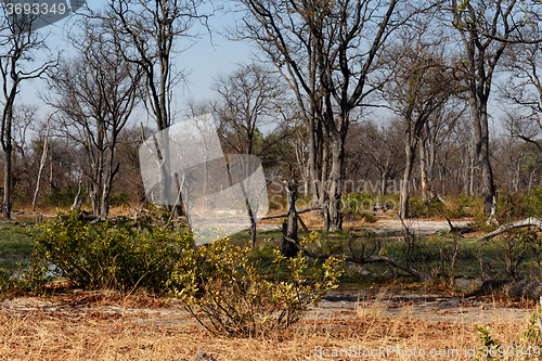 Image of Moremi game reserve landscape