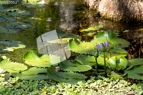 Image of water lily in small pond