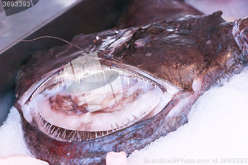 Image of Monkfish