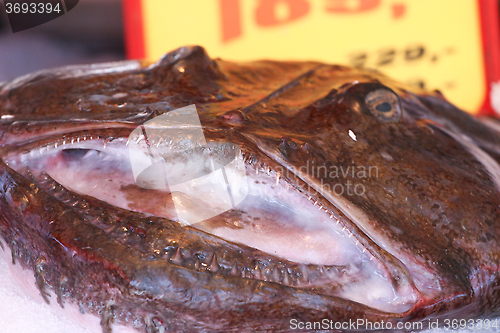 Image of Monkfish