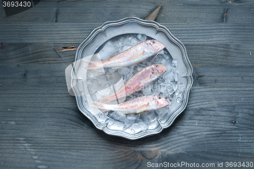 Image of 
Fresh mullet lying on a bed of ice