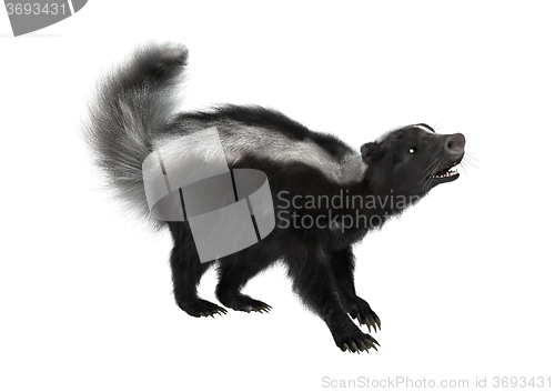 Image of Striped Skunk on White