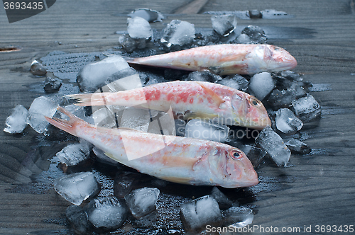 Image of 
Fresh mullet lying on a bed of ice