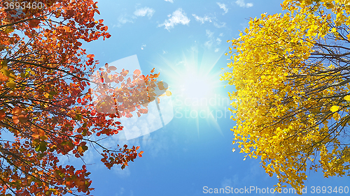 Image of Bright yellow and red branches of autumn tree on sunny blue sky 