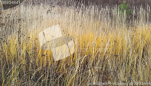 Image of Autumn herbs and plant