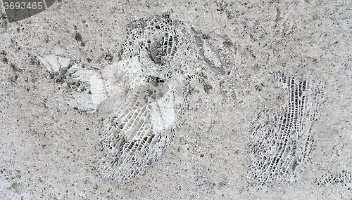 Image of Stone texture with fossils