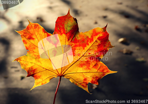 Image of Autumn leaf of maple tree