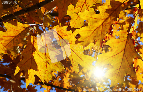 Image of Bright autumn branch and sunlight