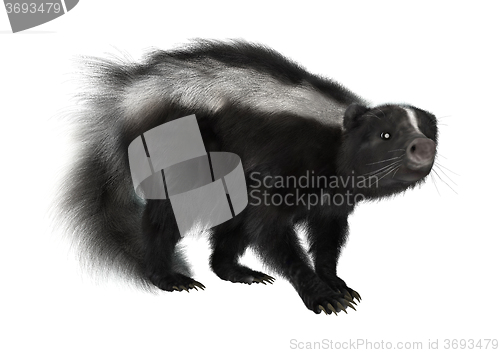 Image of Striped Skunk on White