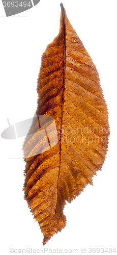 Image of Brown Leaf Falling
