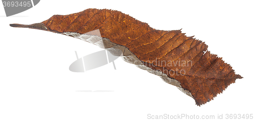 Image of Brown Leaf Falling