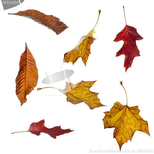 Image of Autumn Leaves Falling