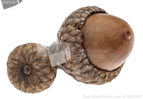 Image of Twin Acorns