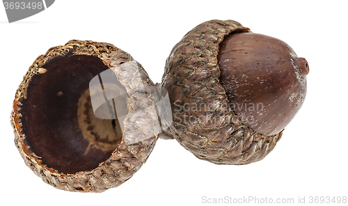 Image of Twin Acorns