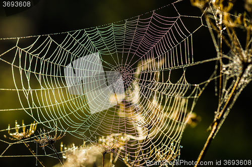 Image of Drops of dew on a web shined by morning light