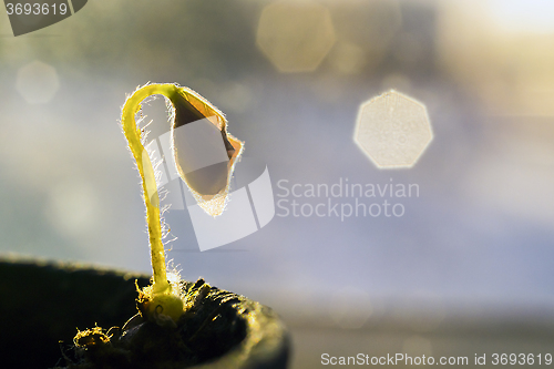 Image of Macro of tiny flower sprout