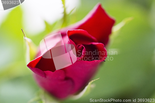 Image of Nice red rose flower