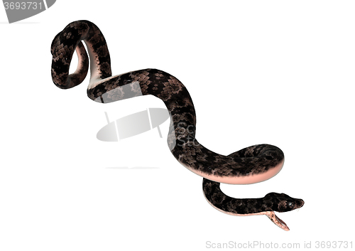 Image of Cottonmouth Snake on White