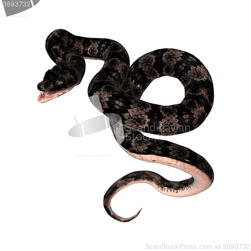 Image of Cottonmouth Snake on White