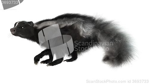 Image of Striped Skunk on White