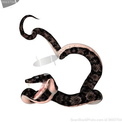Image of Cottonmouth Snake on White