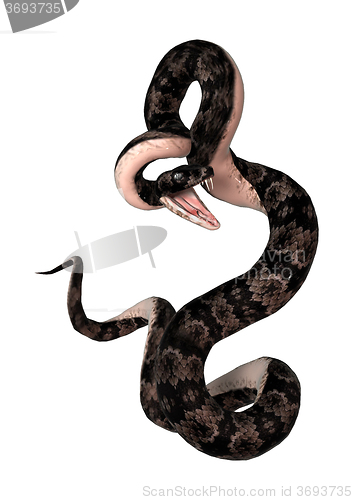 Image of Cottonmouth Snake on White