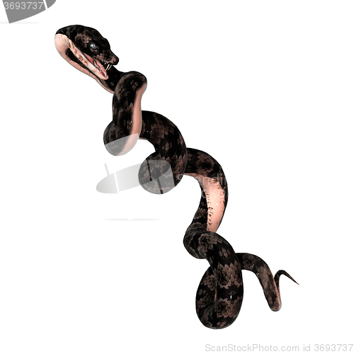 Image of Cottonmouth Snake on White