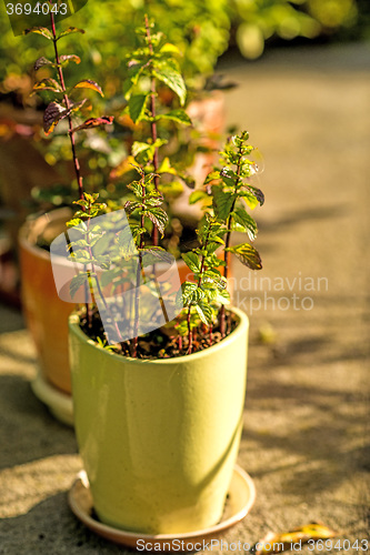 Image of pot of herbs in warm sun